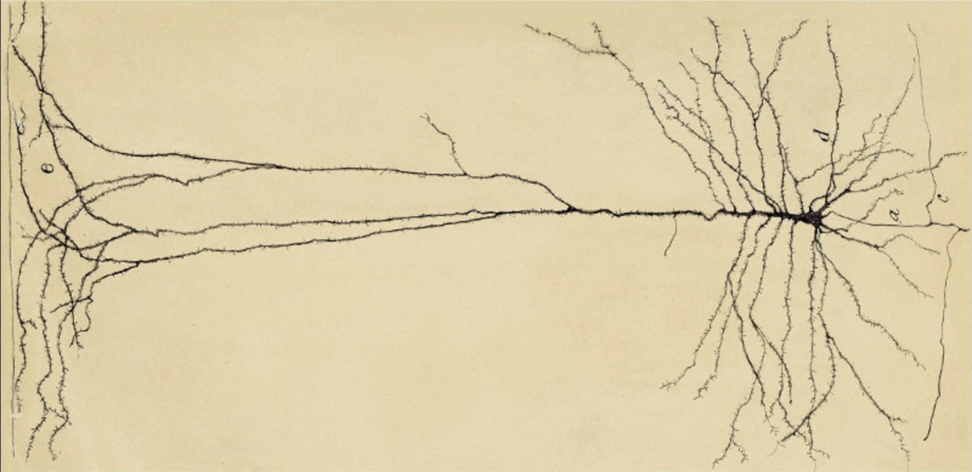 Neuron drawing